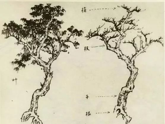 每日一学——国画中所有树的详细画法解析