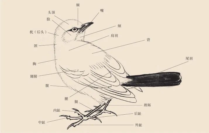 每日一学——​国画中鸟的画法你学会了吗？